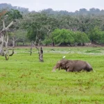testimonial sri lanka elephant safari