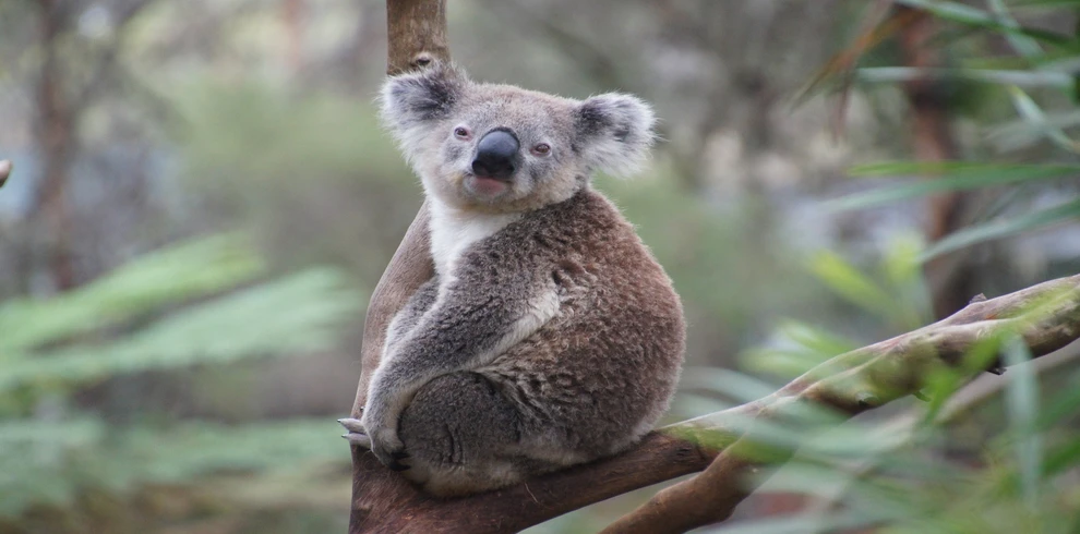 sydney-to-melbourne-coastal-koala